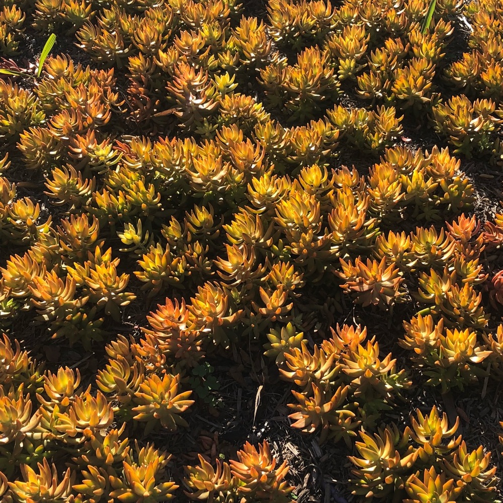 Meet your Posher, LOTUS 🌸